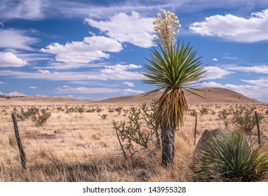 Yuca Blooms In The Chihuahuan Desert Of Texas.