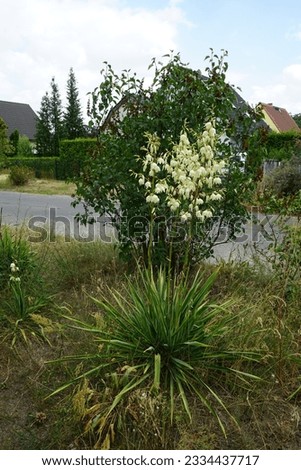 Yucca blooms with white flowers in July. Yucca is a genus of perennial shrubs and trees in the family Asparagaceae, subfamily Agavoideae. Berlin, Germany