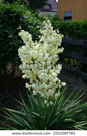 Yucca blooms with white flowers in June. Yucca is a genus of perennial shrubs and trees in the family Asparagaceae, subfamily Agavoideae. Berlin, Germany