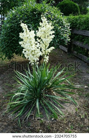 Yucca blooms with white flowers in June. Yucca is a genus of perennial shrubs and trees in the family Asparagaceae, subfamily Agavoideae. Berlin, Germany