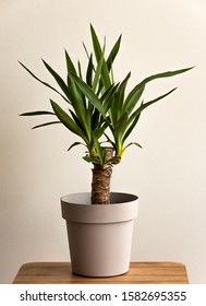 Yucca Cane Plant Close-up In A Pot On A White Background. Yucca Transplant At Home.