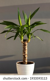 Yucca Cane Plant Close-up In A Pot On A Gray Background. Yucca Transplant At Home.