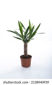 Yucca Cane Plant Close-up In A Pot On A White Background. Yucca Decor At Home