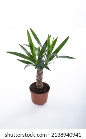 Yucca Cane Plant Close-up In A Pot On A White Background. Yucca Decor At Home