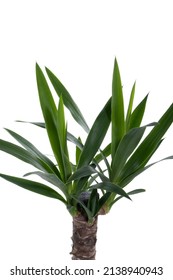 Yucca Cane Plant Close-up In A Pot On A White Background. Yucca Decor At Home