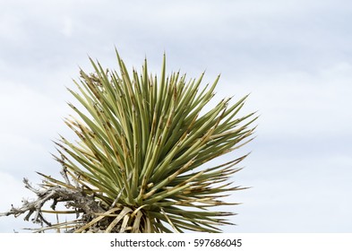 Yucca Elata Close Up Against Sky.
