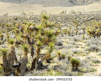 Yucca Elata In The Mojave Desert. 