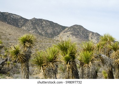 Yucca Elata Near Walker Pass California.