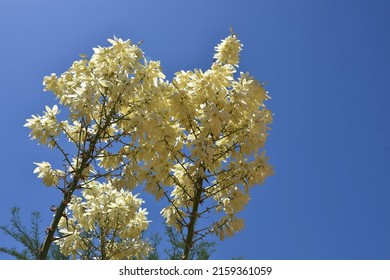 Yucca Elata White Flower Blossoms On A Soap Tree Yucca Cactus