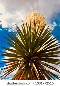 Yucca Faxoniana In Bloom In Chihuahua Desert West Texas