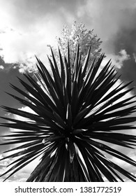 Yucca Faxoniana In Bloom In Chihuahua Desert West Texas