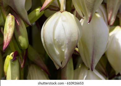 Yucca (Yucca Filamentosa)