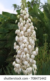 Yucca Filamentosa
