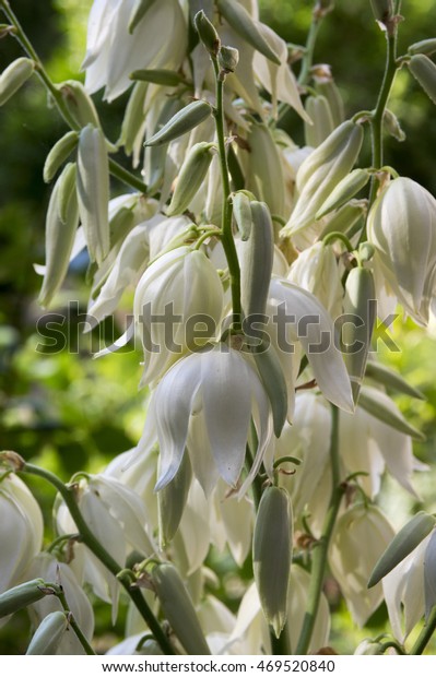 Yucca filamentosa, Adam's needle, common yucca, Spanish bayonet, bear