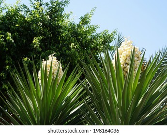 Yucca Filamentosa Blossom