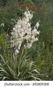 Yucca Filamentosa Variegata 