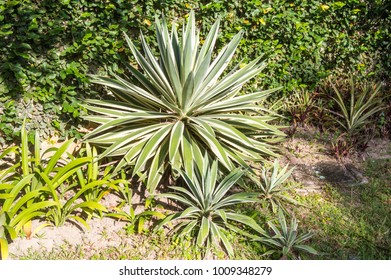 Yucca Flacida Plant In Garden (Agavaceae)