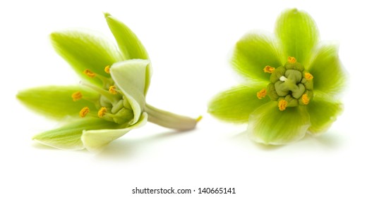 Yucca Flower Images, Stock Photos & Vectors | Shutterstock