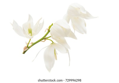 Yucca Flower On White Background