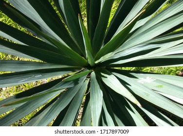 Yucca Garden Top, Clear Geometric Lines