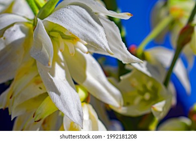 Yucca Is A Genus Of Perennial Shrubs And Trees In The Family Asparagaceae, Subfamily Agavoideae