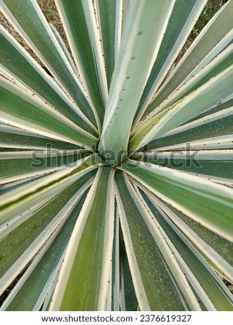Yucca is a genus of perennial shrubs and trees in the family Asparagaceae, subfamily Agavoideae. Its 40–50 species are notable for their rosettes of evergreen, tough, sword-shaped leaves and large