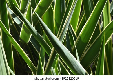 Yucca Gigantea Or Adams Needle Yucca Or Yucca Filamentosa Tree Plant Leaves In The Sun. 