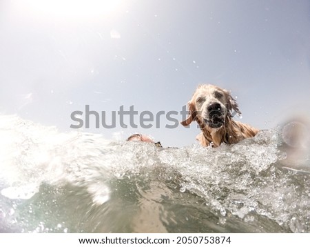 Yucca the Golden Retriever Dog enjoying the summer