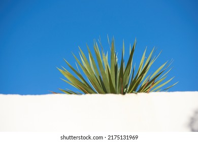 Yucca growing under clear blue with sky copyspace behind a white wall. Spiky leaves of an obstructed plant growing outside. Pointy tips of a succulent outdoors with copy space during summer or spring