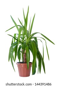 Yucca, House Plant In A Pot