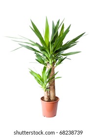 Yucca, House Plant In A Pot