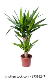 Yucca, House Plant In A Pot