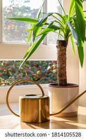 Yucca Indoor Plant Next To A Watering Can In A Beautifully Designed Home Or Apartment Interior.