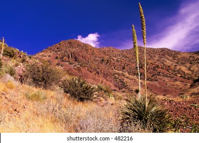 Yucca, Mountains And Desert Sky, Tom Mays Park, El Paso TX