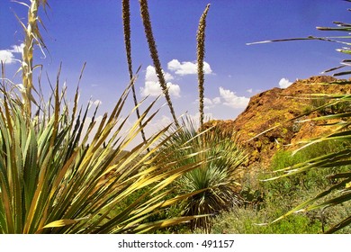 Yucca On Mount Franklin, In West Texas, El Paso