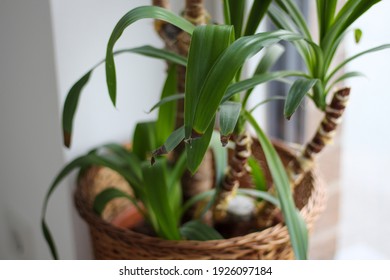 Yucca Palm In A Straw Pot