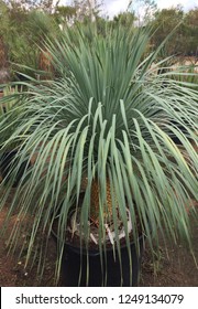 Yucca Images, Stock Photos & Vectors | Shutterstock