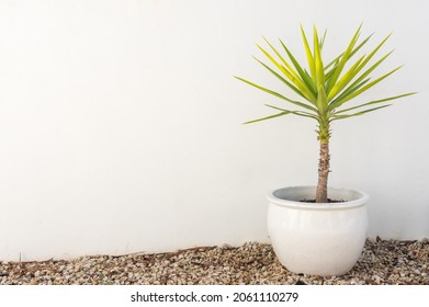 Yucca Plant In Beige Pot On Gravel Against Textured Exterior Wall