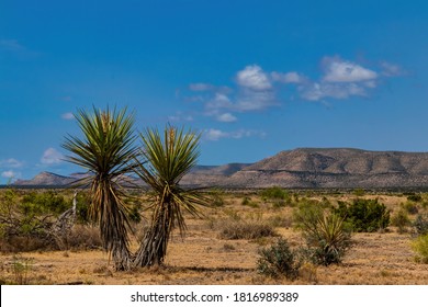 Yucca Plant And Desert Mountains In West Texas