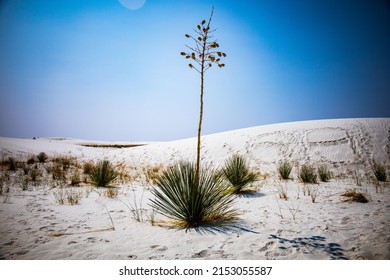 Yucca Plant Desert White Sands New Stock Photo 2153055587 | Shutterstock