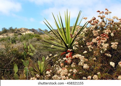 A Yucca Plant With Other Native Plants At Torrey Pines State Natural Reserve, San Diego, California, USA