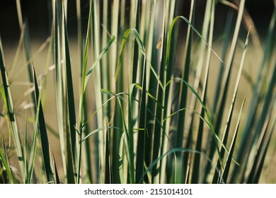 Yucca Plant In Texas Landscape Closeup Shows Native Plants In Nature.