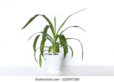 Yucca Plant In White Flower Pot, Interior Decoration Mockup