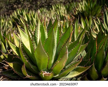 Yucca Plants At Botanic Garden, Claremont, California