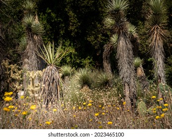 Yucca Plants At Botanic Garden, Claremont, California