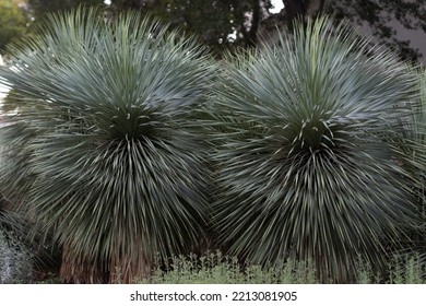 Yucca Plants In A Garden.