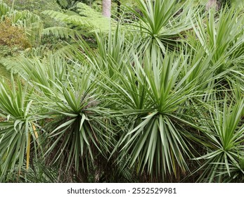 Yucca plants growing on a hillside. - Powered by Shutterstock