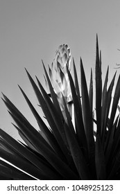 Yucca Rigida Blossom West Texas Chihuahua Desert Spring