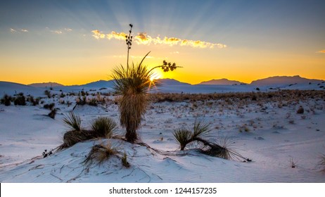 Yucca at sunset in White Sands New Mexico