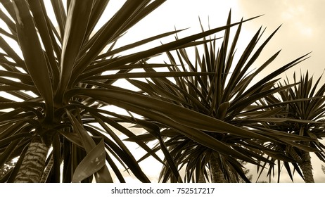 Yucca Tree With Leaves And Textured Bark